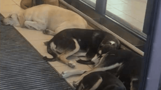 cani nel supermercato