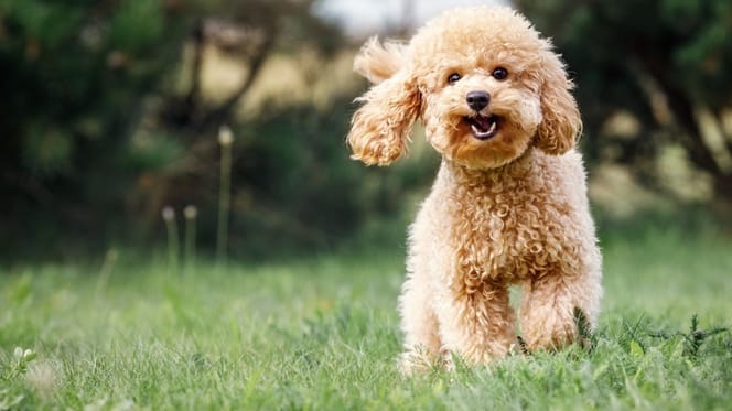 Caniche