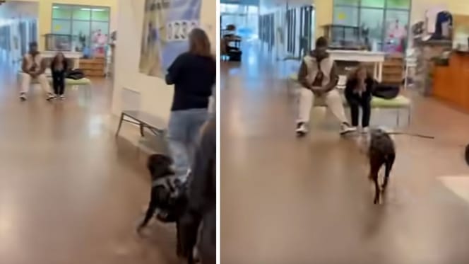 Screenshot aus dem Video mit dem Hund