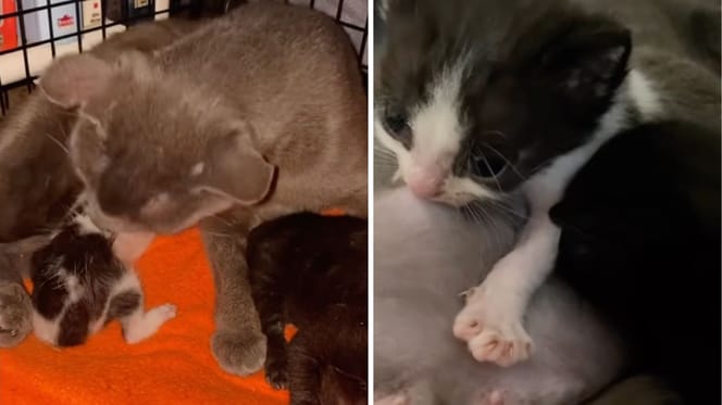 Captures from the video of the cat and the orphaned kittens