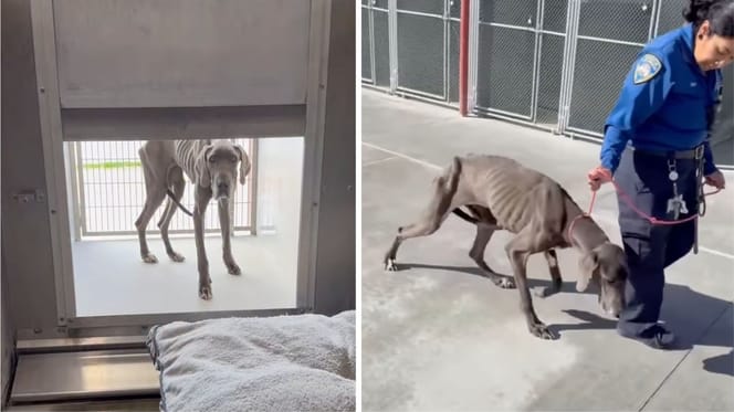 Captures de la vidéo de la chienne Dogue Allemand