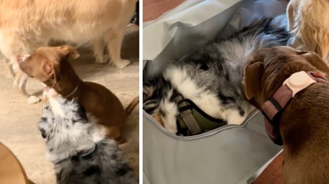 Captures from the video of the dogs