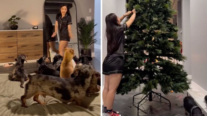 Captures from the video of the dogs