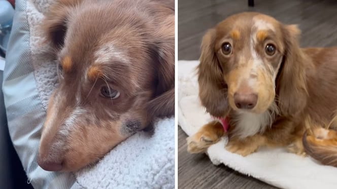 Szenen aus dem Video der Hunde