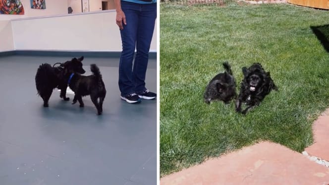 Stills from the video of the two dogs