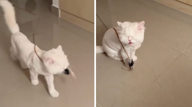 Captures de la vidéo du chat