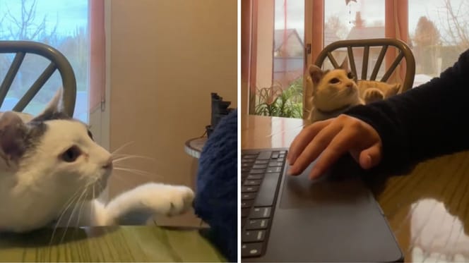 Captures de la vidéo du chat