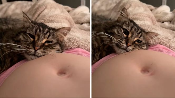 Captures de la vidéo du chat