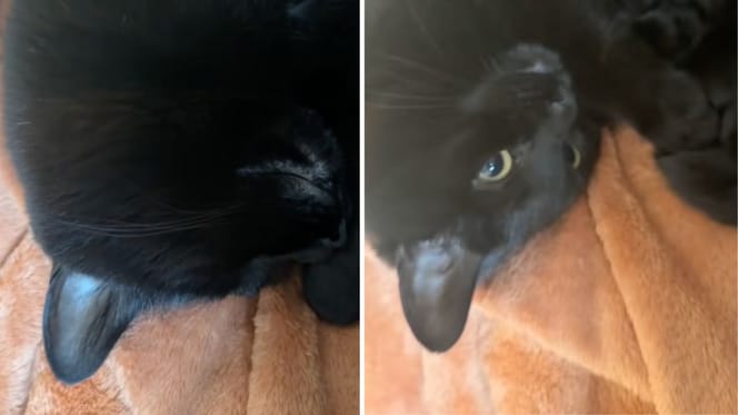 Captures de la vidéo du chat
