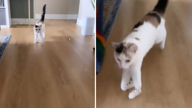 Captures de la vidéo du chat