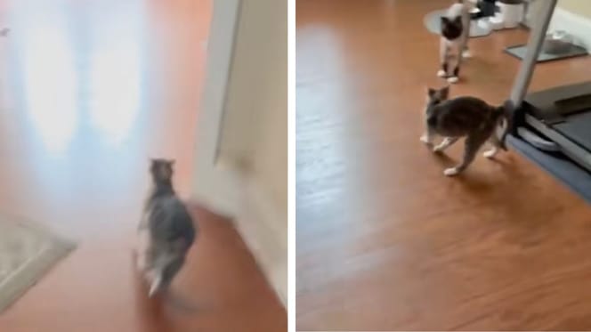 Captures de la vidéo du chat