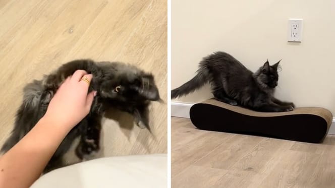 Stills from the video of the cat