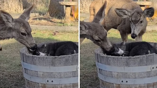 Fotogrammi del video del gatto