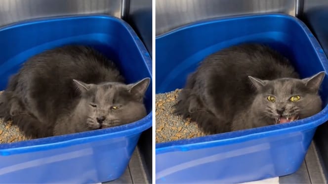 Captures de la vidéo du chat abandonné