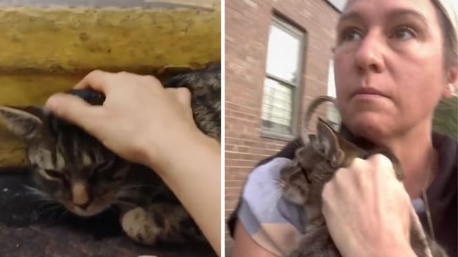 Stills from the video of the cat on the subway