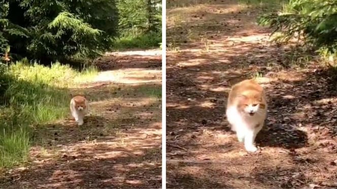 Capturas del vídeo del gato encontrado