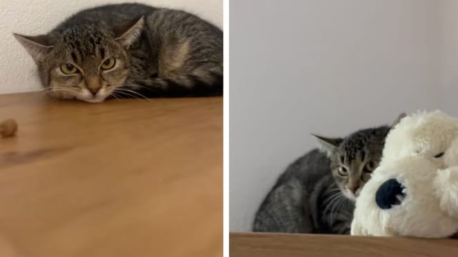 Captures de la vidéo du chaton