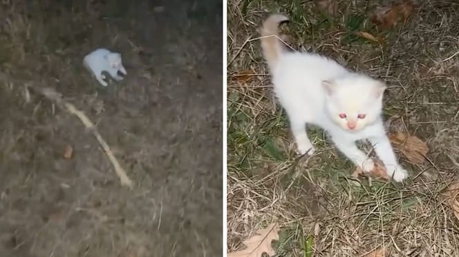 Captures de la vidéo du chaton trouvé