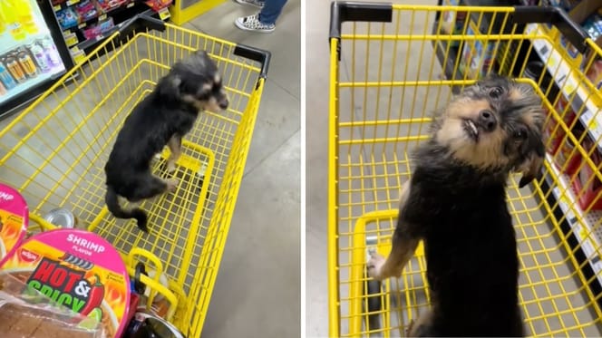 Captures de la vidéo du chien