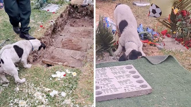 Captures de la vidéo du chien