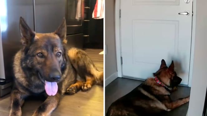 Bilder aus dem Video des Hundes