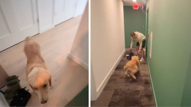 Captures de la vidéo du chien
