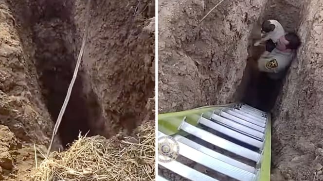 Captures de la vidéo du chien