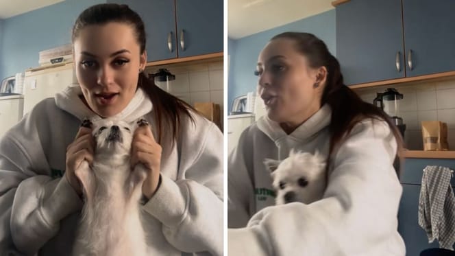 Screenshots from the dog video