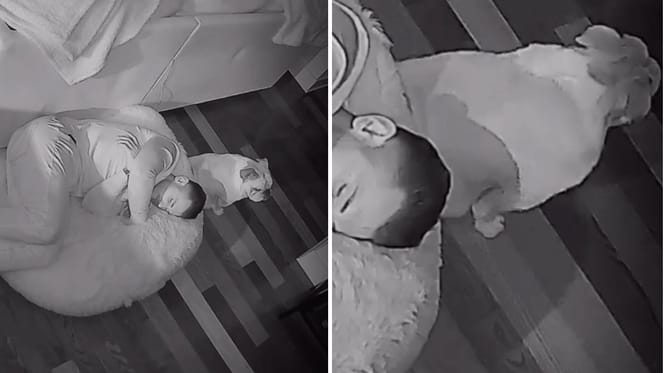 Screenshots from the dog video