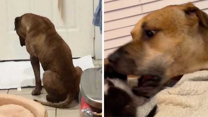 Bilder aus dem Video des Hundes