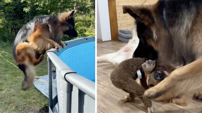 Aufnahmen aus dem Video des Hundes