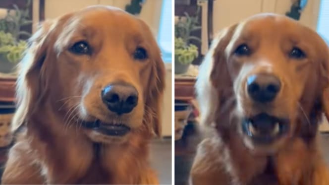 A still from the video of the dog