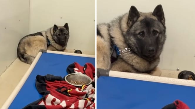 Beelden uit de video van de hond