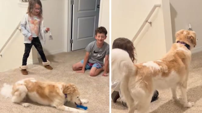 Stills from the video of the dog