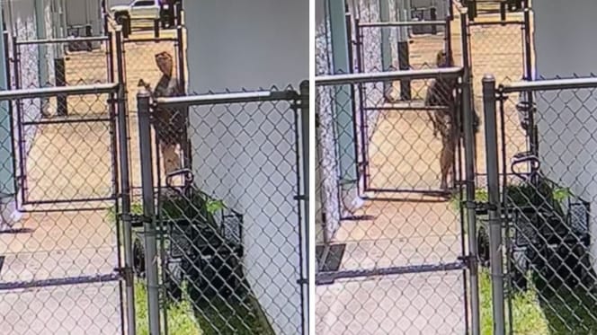 Captures de la vidéo du chien abandonné