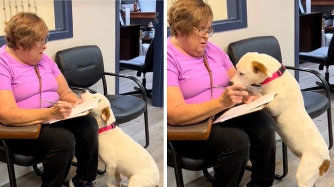 Aufnahmen des Videos des adoptierten Hundes