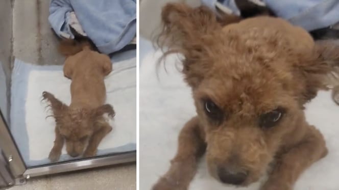Captures from the video of the dog at the shelter