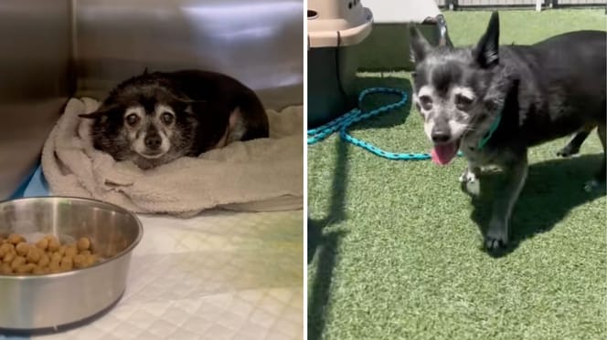 Screenshots from the video of the dog in his shelter cage