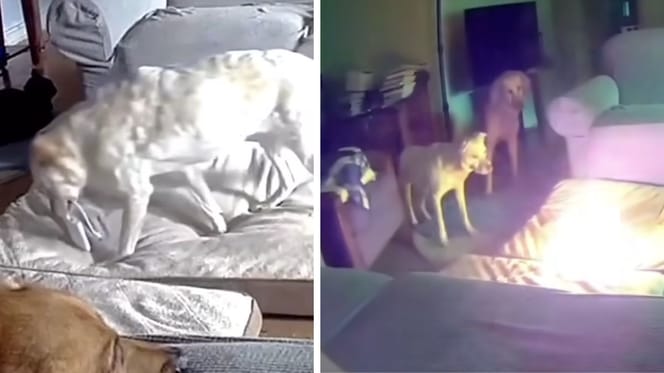 Stills from the video of the dog starting the fire