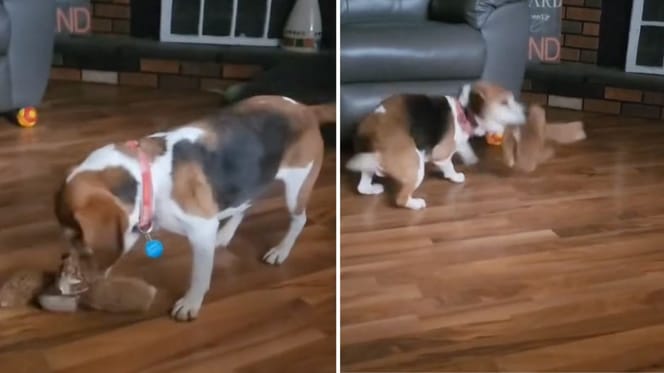 Capturas del vídeo del perro que descubre su juguete