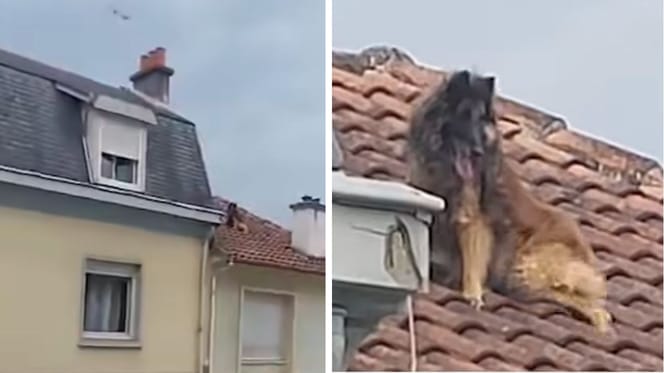 Captures de la vidéo du chien sur le toit