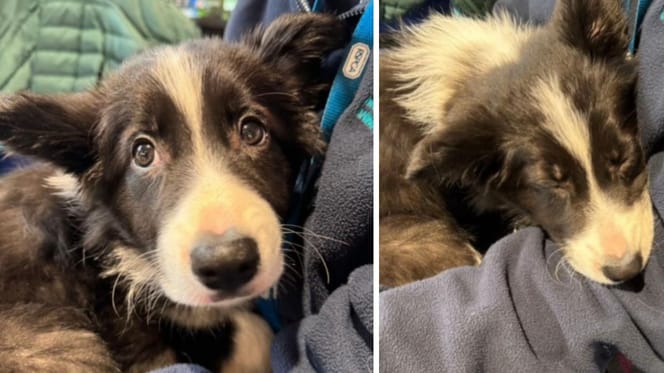 Capturas del vídeo de la cachorra