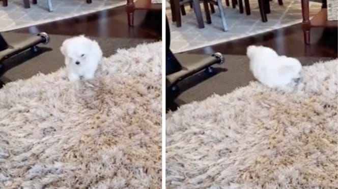 A tiny white Maltese puppy playing on a large, fluffy white rug