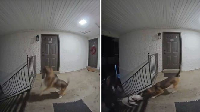 Beelden uit de TikTok-video van de hond