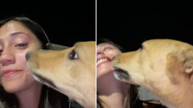 Screenshots from the TikTok video of the street dog