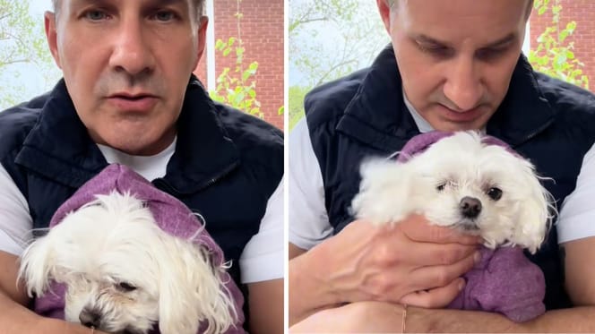 Vet holding dog
