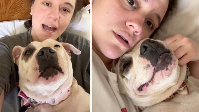 Captures from several videos of the dog named Molly