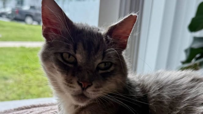 Kater Cashmere