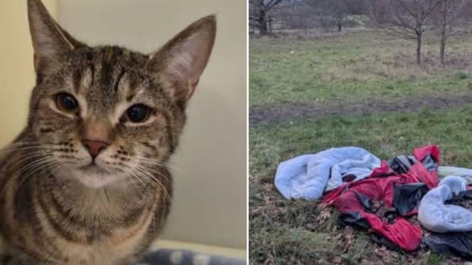 Cat abandoned by broken tent in field