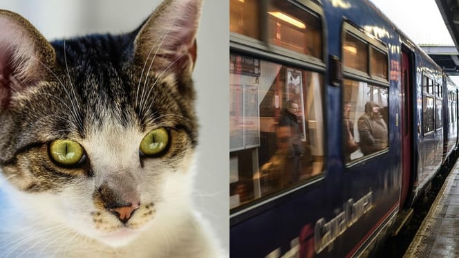Cat and train